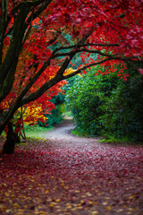 jesień, natura, przyroda, kolory, pomarańcz, czerwony, żółty, park, liście, spadające...