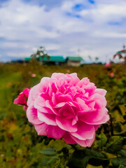 Bright flowers in the garden make the whole yard look beautiful.