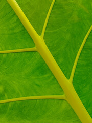 closeup nature view of green leaf and palms background.