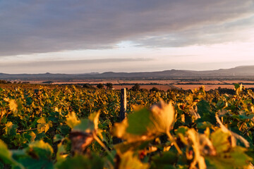 Sunset in the beautiful South Slovakian wine region