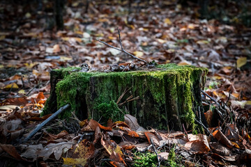 autumn leaves on the ground