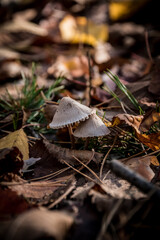 autumn leaves on the ground