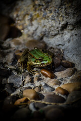 frog in the water