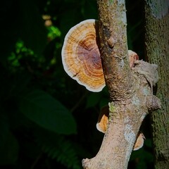Mushroom in the tree