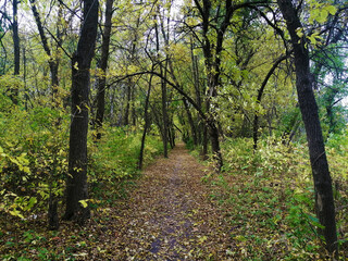 Fototapeta premium Autumn. Wallpaper. Photo print. A place to relax.