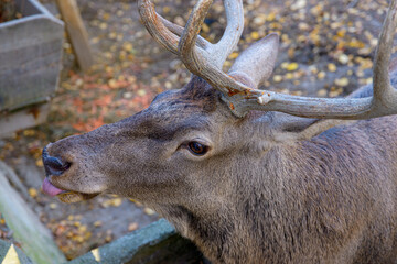 Adult male dear in captivity