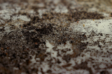 Photo of a rough, dirty, and algae-filled cement floor.  