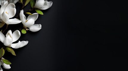 Fototapeta na wymiar Beautiful white magnolia flowers on the black background. Top view, flat lay. Spring minimalistic floral concept, copy space, frame