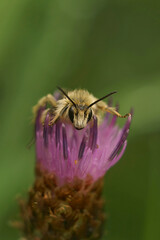 Facial closeup on a Pantaloon solitary bee, Dasypoda hirtipes, sitting on a purple knapweed flower
