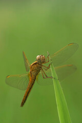 Frontal closeup on a immature colored Scarlet dragonfly, Crocothemis erythraea , hiding in the green grass