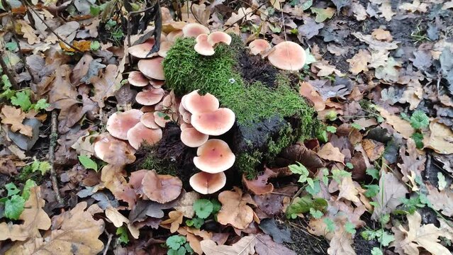Mushrooms on a stump in the forest in autumn