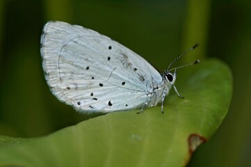 Closeup on the Holly blue butterfly, Celastrina argiolus, with closed wings in the garden