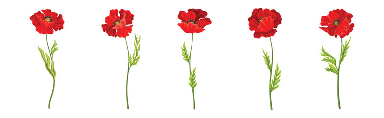 Red Poppy Flower on Green Stem with Leaf Vector Set