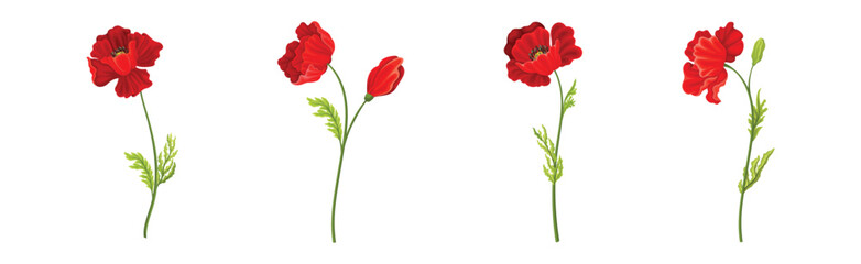 Red Poppy Flower on Green Stem with Leaf Vector Set - obrazy, fototapety, plakaty