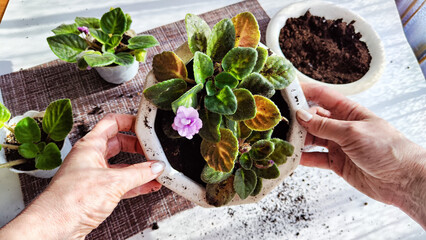 Hand of woman who Transplant and plant a violet flower senpolia into a new pot. Home flower and...