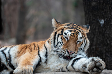 Lying tiger licking her furry hair