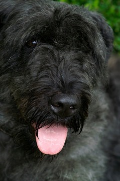 Vertical closeup on the head of a cute black fluffy Bouvier pure breed Flemish sheepdog with it's pink tongue