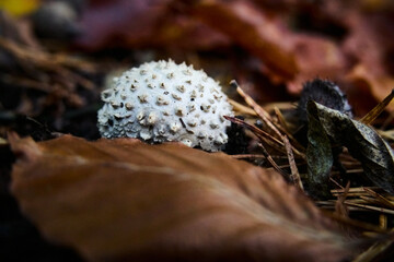 mushroom in the ground