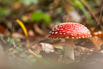 Amanita muscaria fly mushroom