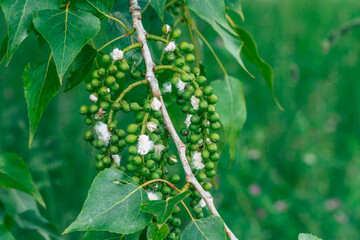 fluff flower on white poplar tree closeup 
