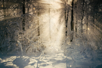 sun rays in magical winter forest landscape