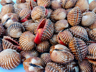The photo of cockles on a plate, their delicate shells , evokes a sense of culinary anticipation and a craving for the ocean's flavors.