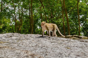 The monkey’s gaze in this photo seems to hold an inspiring message from nature.