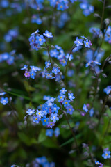 Forget-me-not flower in the spring. Myosotis plant grown in a bouquet in the wild plain