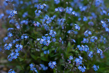 Forget-me-not flower in the spring. Myosotis plant grown in a bouquet in the wild plain