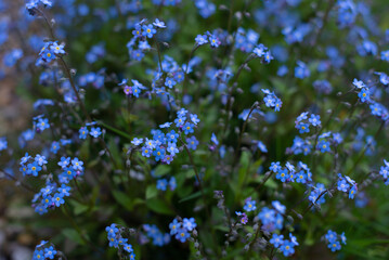 Forget-me-not flower in the spring. Myosotis plant grown in a bouquet in the wild plain