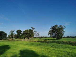 nature landscape of countryside and grass field