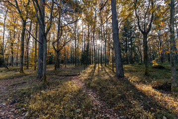 autumn in the forest