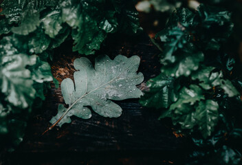 oak leaf in the rain 