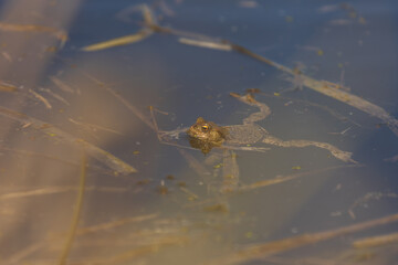 A large green frog in its natural habitat. Amphibian in water. Beautiful toad frog. Nice bokeh.