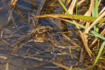 A large green frog in its natural habitat. Amphibian in water. Beautiful toad frog. Nice bokeh.