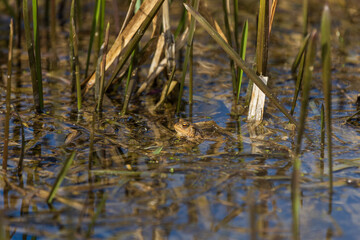 A large green frog in its natural habitat. Amphibian in water. Beautiful toad frog. Nice bokeh.