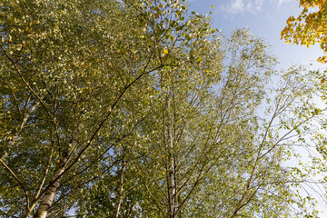 changing the color of foliage on birch trees in autumn weather