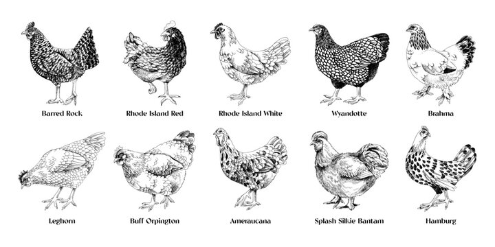 Hand drawn hens of different breeds collection