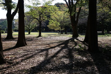 秋の日差し。光の中の葉と木立の影。