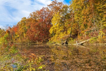 Fototapeta premium Oak trees reflected in water
