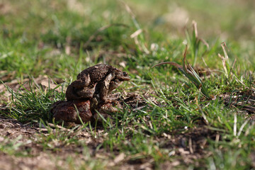 A large green frog in its natural habitat. Amphibian in water. Beautiful toad frog. Nice bokeh.