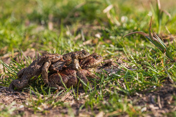 A large green frog in its natural habitat. Amphibian in water. Beautiful toad frog. Nice bokeh.
