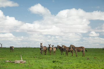 beautiful flora and fauna of the African savannah
