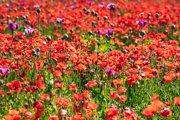lovely beautiful red poppy field background texture
