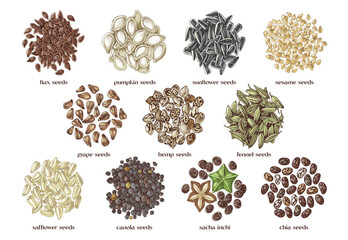 edible seeds hand drawn collection
