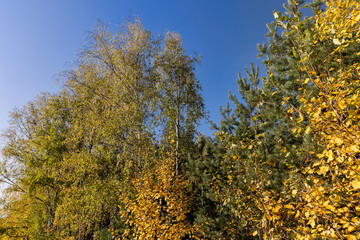 sunny autumn weather in a birch forest with a blue sky