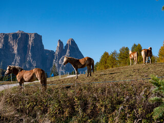 Herbstliches Panorama auf der Seiser Alm in den Dolomiten, Italien