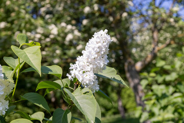 lilac flowers during flowering in spring park