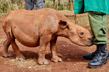 Obraz premium Animals in their natural habitat as they feed