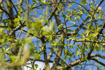 the branches of the bird cherry tree in the spring season